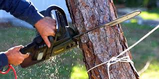 Best Tree Maintenance Programs  in Tokeneke, CT