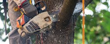 Best Hazardous Tree Removal  in Tokeneke, CT