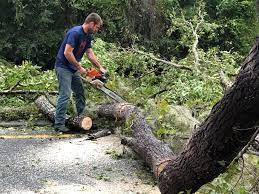 How Our Tree Care Process Works  in  Tokeneke, CT