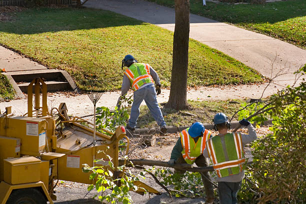 Best Emergency Tree Removal  in Tokeneke, CT