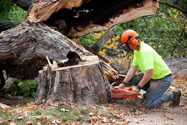 Best Lawn Dethatching  in Tokeneke, CT