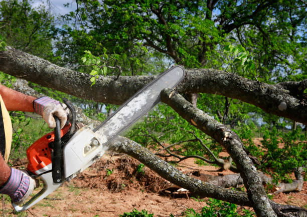 Best Utility Line Clearance  in Tokeneke, CT