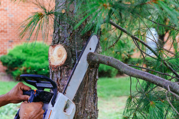 Best Arborist Consultation Services  in Tokeneke, CT